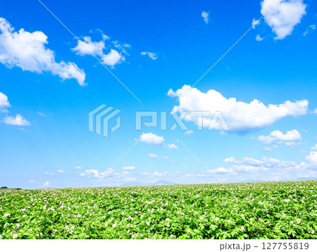青空とじゃがいもの花が咲く北海道らしい爽やかな風景 127755819