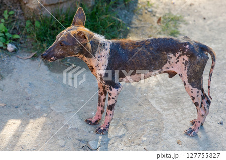Sick stray dog with severe mange standing on dirt path 127755827