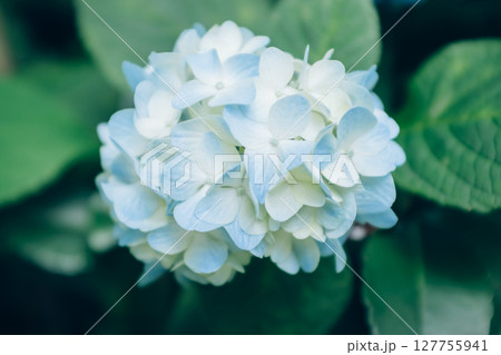 やさしく咲く初夏の紫陽花|涼を感じる淡いブルー やさしく咲く初夏の紫陽花|涼を感じる淡いブルー 127755941
