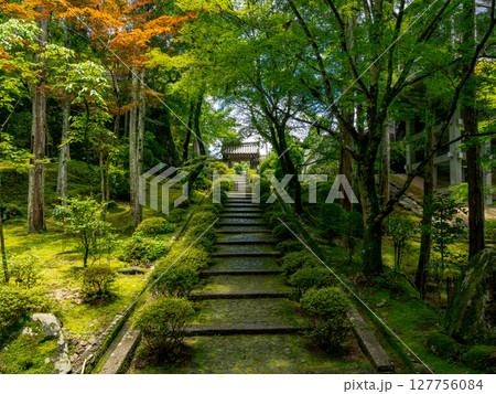 【奈良県】奈良市 霊山寺 (2025/06/25撮影) 127756084