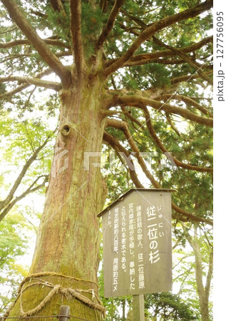 福島県 白河の関に立つ従二位の杉 福島県 白河の関に立つ従二位の杉 127756095
