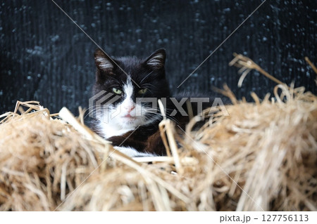 藁の上でくつろぐハチワレ猫 127756113