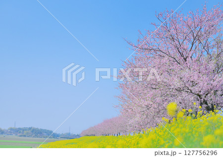 春爛漫の桜並木と菜の花畑（栃木県小山市・間々田思川） 127756296