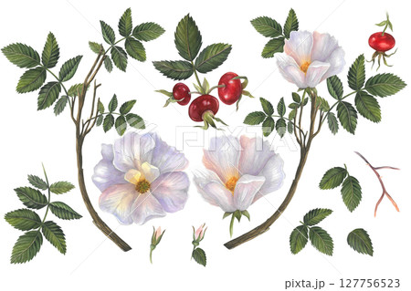 Set of watercolor illustrations of rose hip branches with leaves, rose hip flowers and berries.Hand drawn isolated on white background. For design of invitations, cards, textiles and postcard Set of watercolor illustrations of rose hip branches with leaves, rose hip flowers and berries.Hand drawn isolated on white background. For design of invitations, cards, textiles and postcard 127756523