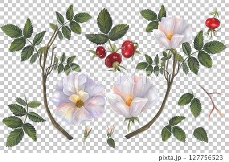 Set of watercolor illustrations of rose hip branches with leaves, rose hip flowers and berries.Hand drawn isolated on white background. For design of invitations, cards, textiles and postcard Set of watercolor illustrations of rose hip branches with leaves, rose hip flowers and berries.Hand drawn isolated on white background. For design of invitations, cards, textiles and postcard 127756523