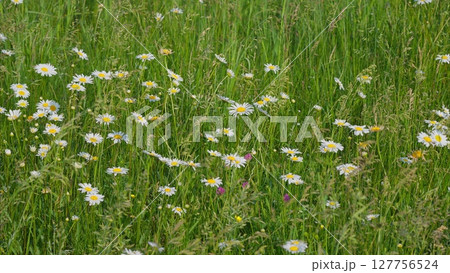Blooming Wildflowers in a Beautiful, Lush Green Field during the Vibrant Seasons 127756524