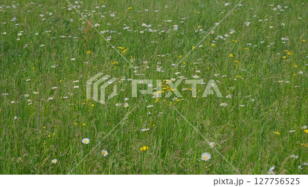 A Vibrant Meadow Filled with Various Wildflowers in Full Bloom, Offering a Stunning View A Vibrant Meadow Filled with Various Wildflowers in Full Bloom, Offering a Stunning View 127756525