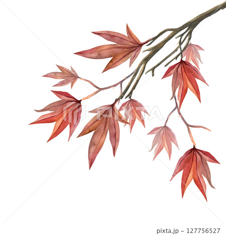 Red leaves of a japanese maple tree branch close-up art. Watercolor illustration isolated on white background for fabric, textile, prints, design, cards Red leaves of a japanese maple tree branch close-up art. Watercolor illustration isolated on white background for fabric, textile, prints, design, cards 127756527