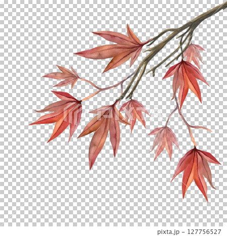 Red leaves of a japanese maple tree branch close-up art. Watercolor illustration isolated on white background for fabric, textile, prints, design, cards Red leaves of a japanese maple tree branch close-up art. Watercolor illustration isolated on white background for fabric, textile, prints, design, cards 127756527