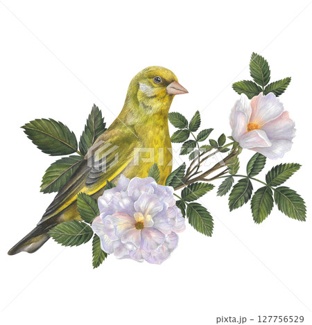 Greenfinch on a branch of rose hips with white flowers and leaves. Watercolor composition isolated on a transparent background. Hand drawn. For design templates, posters, postcards Greenfinch on a branch of rose hips with white flowers and leaves. Watercolor composition isolated on a transparent background. Hand drawn. For design templates, posters, postcards 127756529