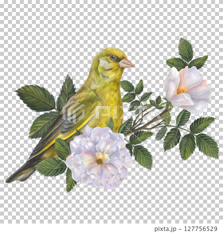 Greenfinch on a branch of rose hips with white flowers and leaves. Watercolor composition isolated on a transparent background. Hand drawn. For design templates, posters, postcards 127756529