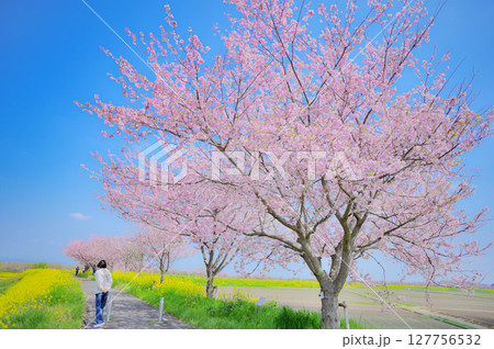 青空の下、思川桜と菜の花に囲まれた春の散歩道 127756532