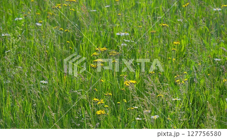 A Vibrant Wildflower Meadow Uniquely in Full Bloom and Radiating Natural Beauty and Colors 127756580