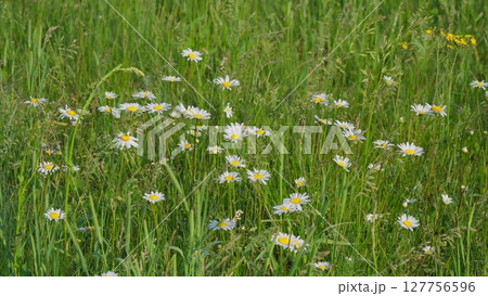 A Beautiful Wildflower Meadow of Daisies in Bloom, Radiating Beauty and Serenity 127756596