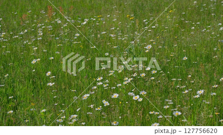 A Beautiful Wildflower Meadow in Full Bloom, Showcasing Natures Splendor and Diversity A Beautiful Wildflower Meadow in Full Bloom, Showcasing Natures Splendor and Diversity 127756620