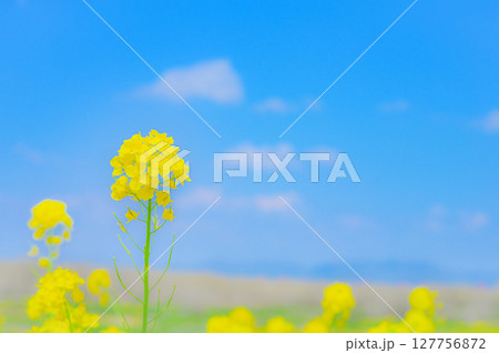 小山市の思川堤防から望む春の菜の花と山並み 127756872