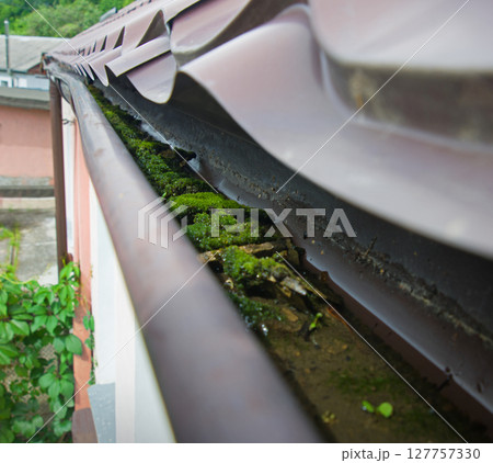 Dirty gutter under the roof clogged with moss and debris 127757330