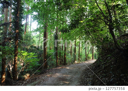 木漏れ日が落ちる毘沙門山の登山道 木漏れ日が落ちる毘沙門山の登山道 127757358