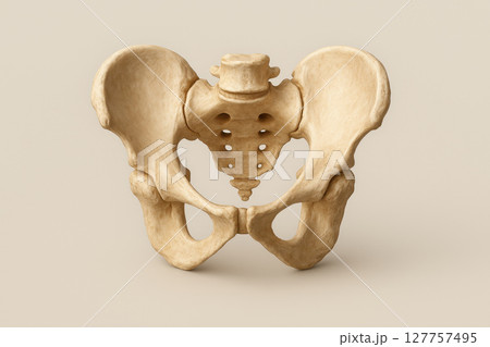 Human pelvic bone anatomy isolated on beige background, detailed bone structure with sacrum and hip bones, natural color, medical and educational concept 127757495