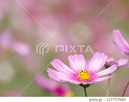 秋の花コスモス 127757660