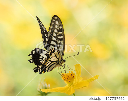 花にとまるアゲハ蝶 花にとまるアゲハ蝶 127757662