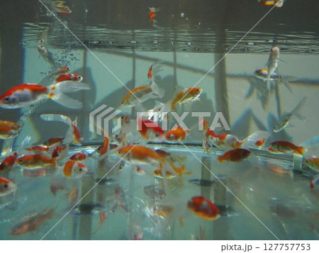 水槽の中で泳ぐ金魚 127757753
