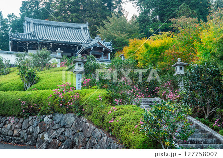 善峯寺　奥の院の秋明菊 127758007
