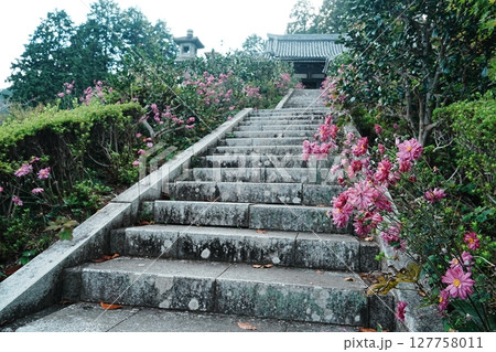 善峯寺 奥の院の秋明菊 善峯寺 奥の院の秋明菊 127758011
