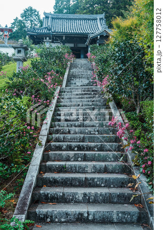 善峯寺　奥の院の秋明菊 127758012