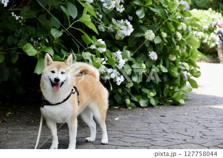笑顔の柴犬 127758044