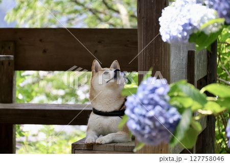 上を見る柴犬 127758046