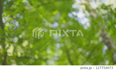 Experiencing the Lush Green Forest Canopy Filled with Soft, Warm Light and Serenity Experiencing the Lush Green Forest Canopy Filled with Soft, Warm Light and Serenity 127758073