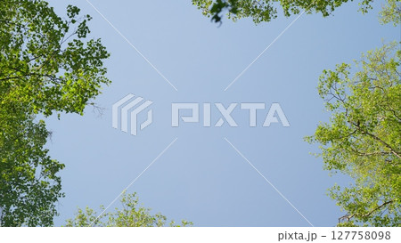A clear sky framed by lush green foliage creates a picturesque scene around you A clear sky framed by lush green foliage creates a picturesque scene around you 127758098