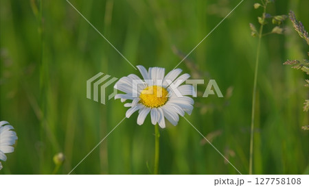 A Stunningly Beautiful Daisy Flower Surrounded by a Lush and Vibrant Green Field 127758108