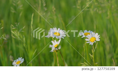 Stunningly Beautiful Daisies Blooming in a Lush, Green Field, Surrounded by Nature 127758109