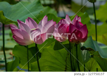 ハス スイレン 蓮 127758137