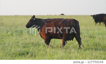 Cattle Grazing A serene view of livestock thriving in a flourishing green landscape 127758144