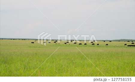 A picturesque and serene pastoral landscape features grazing cattle across green fields A picturesque and serene pastoral landscape features grazing cattle across green fields 127758155