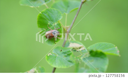This is a stunning closeup image showcasing an insect perched on vibrant green leaves 127758156