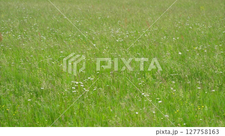 A picturesque landscape featuring a lush green field abundant with vibrant wildflowers A picturesque landscape featuring a lush green field abundant with vibrant wildflowers 127758163
