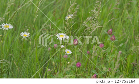 A Beautiful Wildflower Meadow in Full Bloom, Showcasing Natures Vibrant Diversity A Beautiful Wildflower Meadow in Full Bloom, Showcasing Natures Vibrant Diversity 127758164