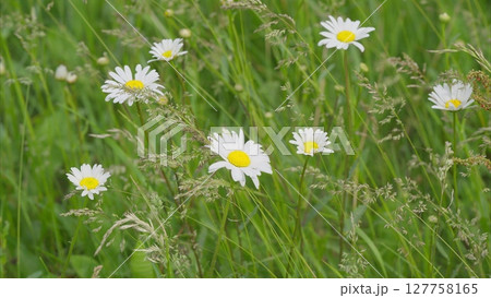 Stunning and Beautiful Wildflowers Blossoming in a Lush Green Field Captured in Natures Beauty Stunning and Beautiful Wildflowers Blossoming in a Lush Green Field Captured in Natures Beauty 127758165