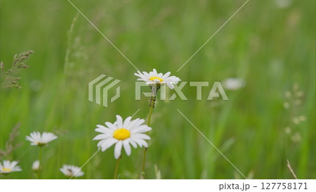 There are Beautiful Daisies blossoming in a Green Field, creating a serene landscape 127758171