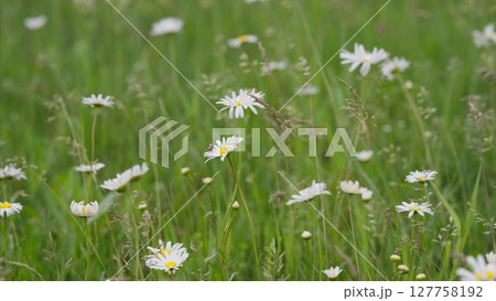 A Beautiful Meadow that is Fully Filled with Daisies Vibrantly in Bloom This Season A Beautiful Meadow that is Fully Filled with Daisies Vibrantly in Bloom This Season 127758192
