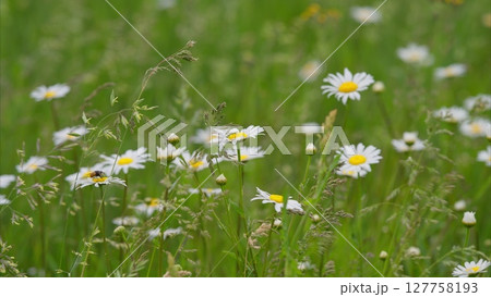 A Stunning Display of Beautiful Wildflowers Blooming in a Lush Green Meadow Environmen A Stunning Display of Beautiful Wildflowers Blooming in a Lush Green Meadow Environmen 127758193