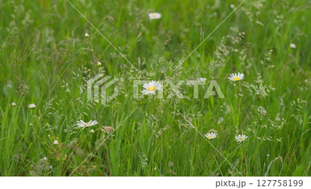A Vibrant Wildflower Meadow Blooms Beautifully During the Spring Seasons Awakened Grace 127758199