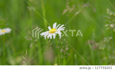 A Beautiful White Daisy Flourishing in a Lush and Vibrant Green Field of Natures Beauty 127758201