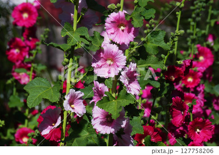 beautiful hollyhock flower or althaea flower beautiful hollyhock flower or althaea flower 127758206