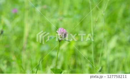 A Beautiful Pink Clover Flower is Beautifully Growing in the Lush Green Grass of a Wide Meadow A Beautiful Pink Clover Flower is Beautifully Growing in the Lush Green Grass of a Wide Meadow 127758211