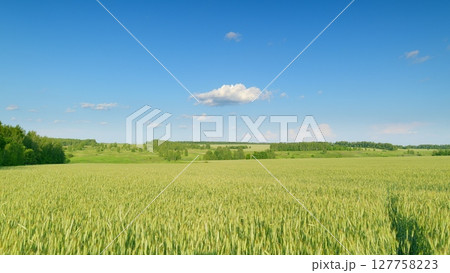A Serene Green Field Sprawling Under a Bright and Clear Blue Sky, Filled with Clouds A Serene Green Field Sprawling Under a Bright and Clear Blue Sky, Filled with Clouds 127758223